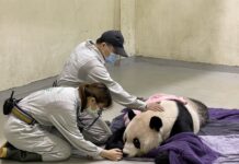 團團是台北人共同回憶 蔣萬安、黃珊珊表達不捨