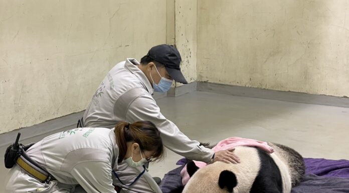 團團是台北人共同回憶 蔣萬安、黃珊珊表達不捨