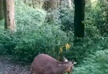 Elections : cas de corruption électorale compromettant une espèce endémique protégée