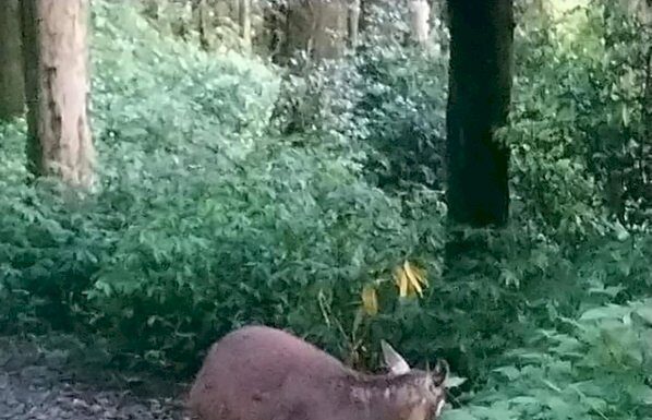 Elections : cas de corruption électorale compromettant une espèce endémique protégée